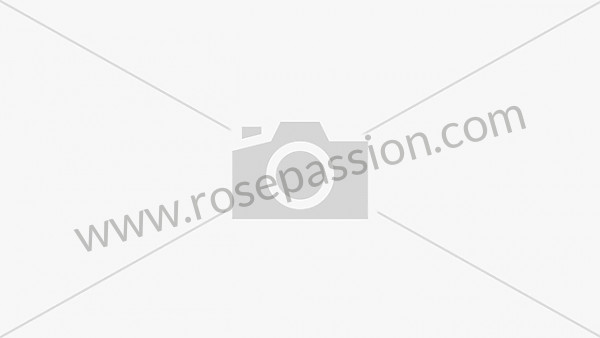 P191620 - Alternatore trifase per Porsche Panamera / 970 • 2015 • Panamera 4 gts • Cambio pdk