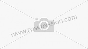 Motor de arranque para Porsche Panamera / 970 • 2012 • Panamera 2s • Caixa manual 6 velocidades
